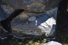 Sternotherus odoratus