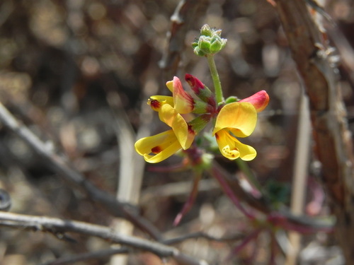 Image of Acmispon prostratus by (c) James C. Davis, some rights reserved (CC BY-SA)