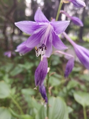 Hosta sieboldii