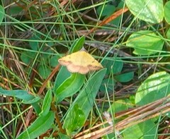 Hemeroplanis scopulepes