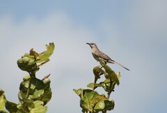 Mimus gundlachii
