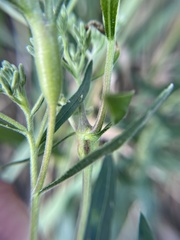 Neolasioptera perfoliata