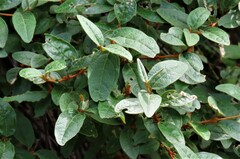 Shepherdia canadensis