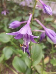 Hosta sieboldii