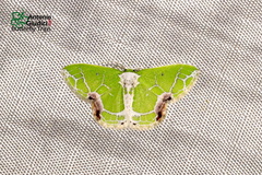 Protuliocnemis castalaria