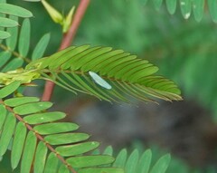 Cicadellinae
