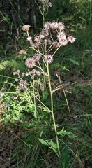 Hieracium lachenalii