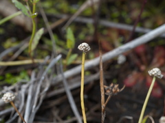 Eriocaulon
