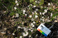 Leionema microphyllum