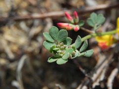 Acmispon prostratus