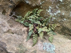 Asplenium montanum