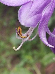 Hosta sieboldii