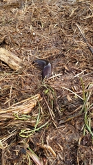 Amphiuma tridactylum