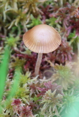 Entoloma quadratum