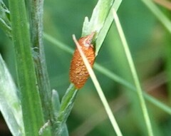 Sparganothis distincta