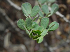 Acmispon prostratus