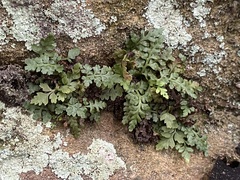 Asplenium montanum