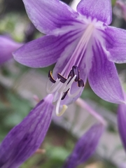 Hosta sieboldii