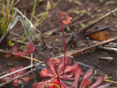 Drosera spatulata