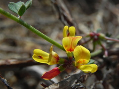 Acmispon prostratus