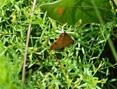 Galgula partita