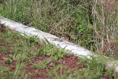 Aspidoscelis gularis