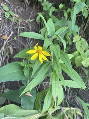 Helianthus strumosus