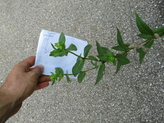 Silphium