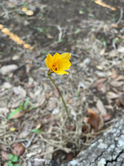 Zephyranthes tubispatha