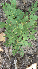 Rosa woodsii