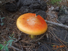 Amanita basii
