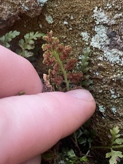 Asplenium montanum