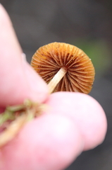 Entoloma quadratum