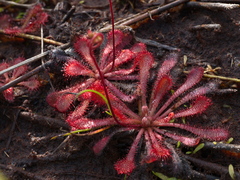 Drosera spatulata