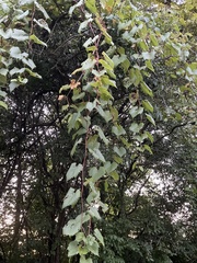Vitis riparia