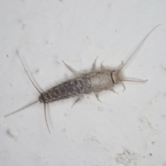 Ctenolepisma