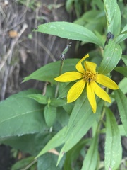 Helianthus strumosus