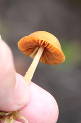 Entoloma quadratum