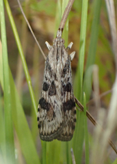 Nomophila nearctica