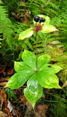 Medeola virginiana