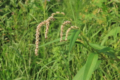 Persicaria lapathifolia