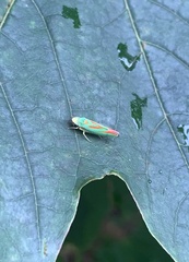 Graphocephala fennahi