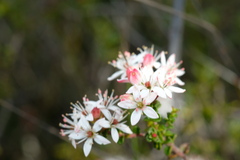 Leionema microphyllum