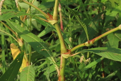 Persicaria lapathifolia