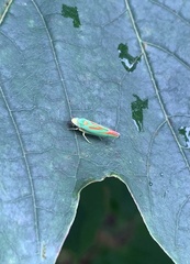 Graphocephala fennahi