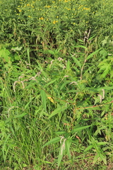 Persicaria lapathifolia