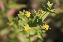 Hypericum anagalloides