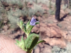 Trichostema brachiatum