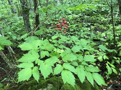 Actaea × ludovicii
