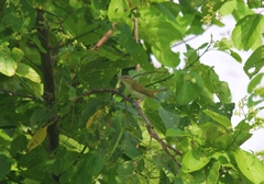 Vireo